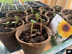 Sunflower plants that are beginning to grow from seeds are shown growing in containers on April 21, 2022, in New York. (AP Photo/Julie Rubin)