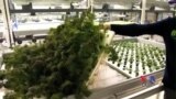 Indoor, Hi-Tech Farm Means Daily Fresh Produce for the Big City