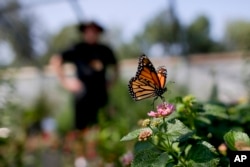 More than 100 farmers in Quebec and Vermont are planting it in their fields to help restore the declining population of monarchs, which use that plant exclusively for their eggs and to feed the caterpillars. (AP Photo/Gregory Bull, File)
