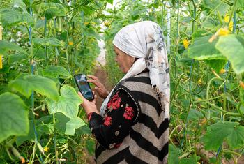 Shaodatkhon Oripova is participating in the FAO Smart Farming for the Future Generations project and the Digital Villages Initiative that aims to transform at least 1 000 villages around the world into digital hubs.