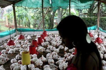 The ongoing global spread of “bird flu” infections to mammals including humans is a significant public health concern, WHO medics warn.