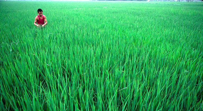 Un agricultor trabaja en un campo de arroz en Chengdu, Sichuan, China.  (1982)