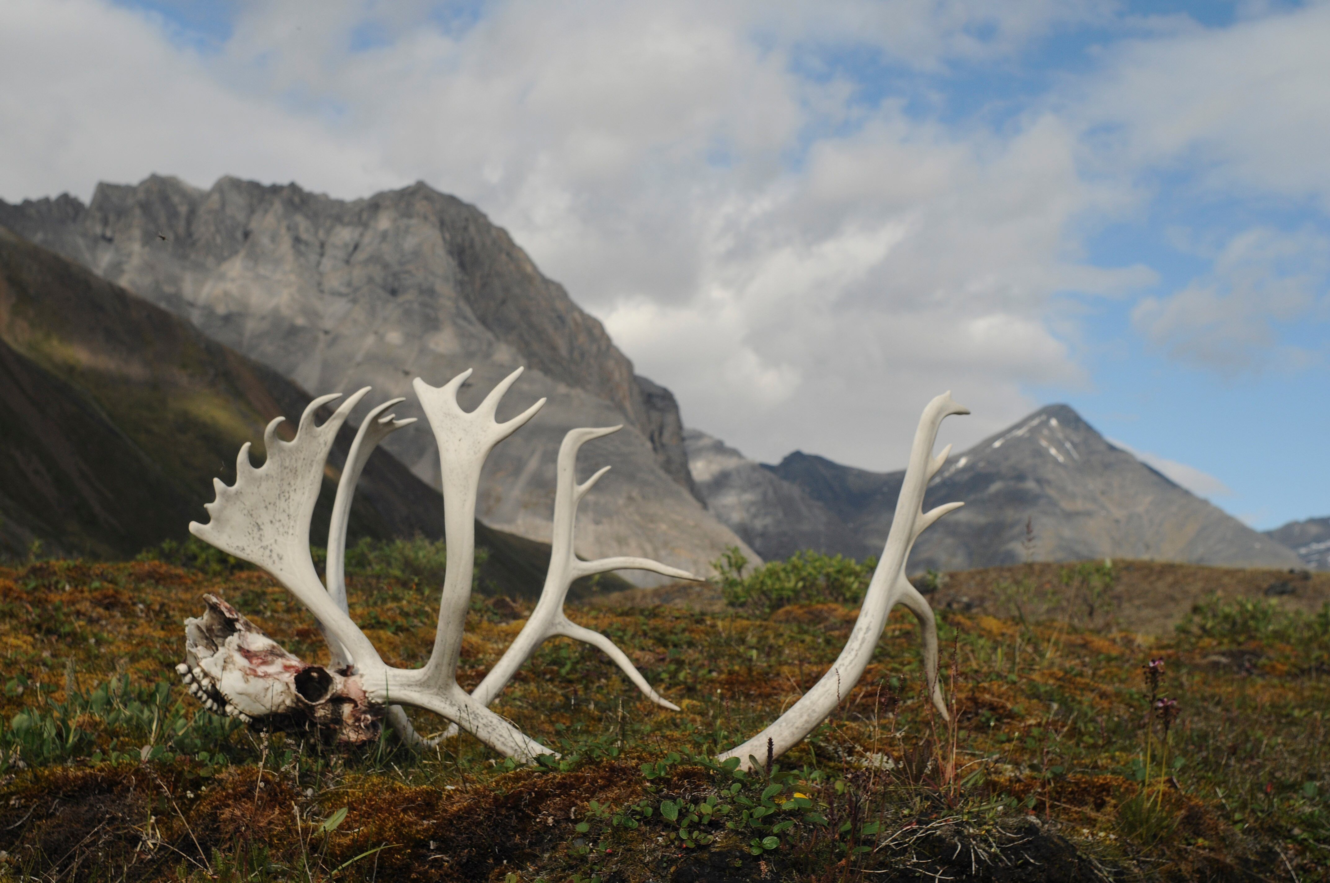 In this Aug. 1, 2014 photo provided by the National Park Service are male caribou antlers in...
