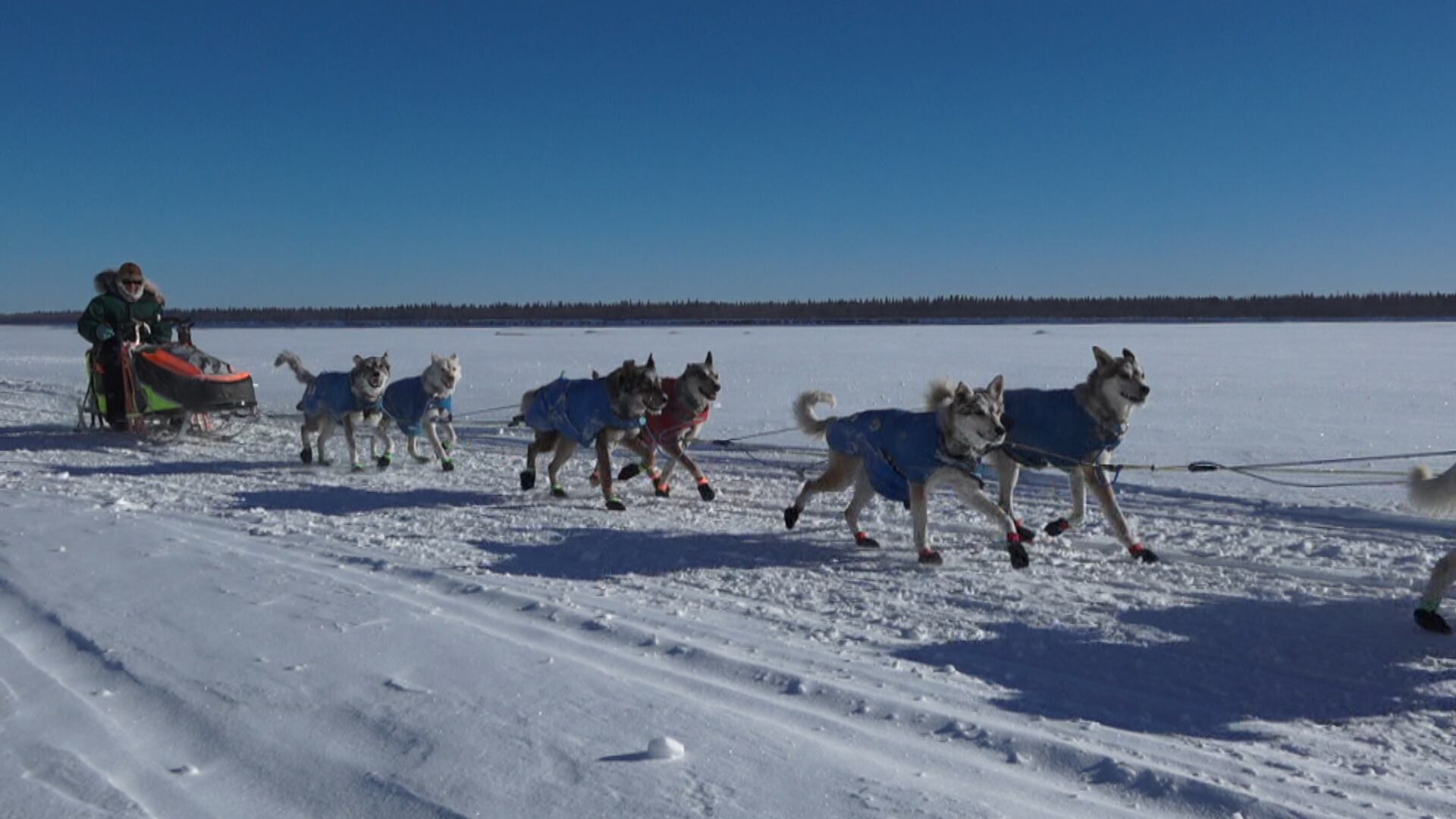In Iditarod 52, Wally Robinson mushes Josh McNeal's dog team along the Yukon River. March 2024.