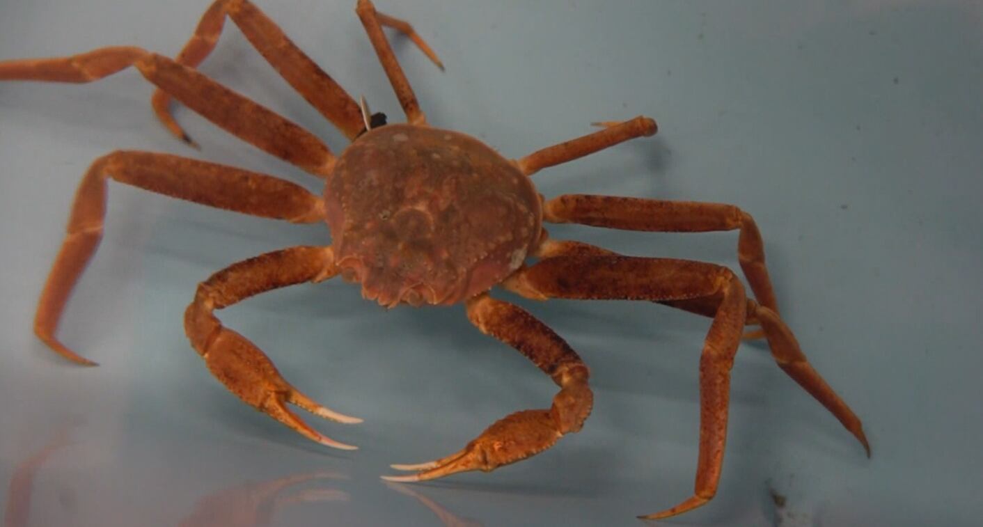 Kodiak tanner crab fishermen end strike