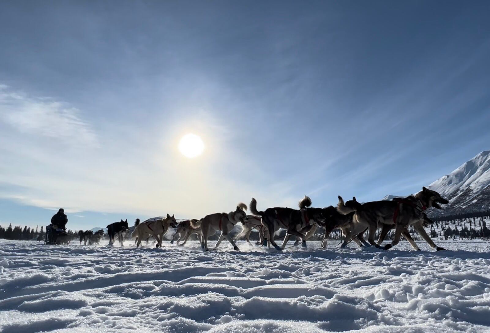 Veteran musher Richie Diehl, who would go on to place 3rd in the 51st running of the Iditarod,...