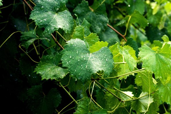 vinogradnye-listya-10