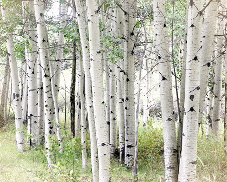 Aspen Photography Aspen Trees Photo White Birch Wall Art image 0