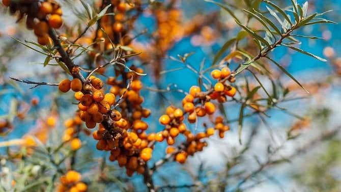 Rakytník je bohatý zdroj vitamínu C. Posiluje imunitu, chrání srdce a zpevňuje pokožku