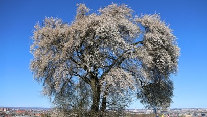 Śliwa na Kopcu Kraka. Zobaczcie zdjęcia