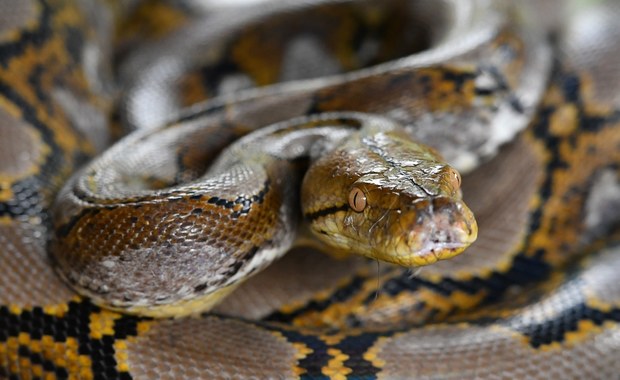 15-metrowy wąż, który ważył tonę. Niesamowite odkrycie w Indiach