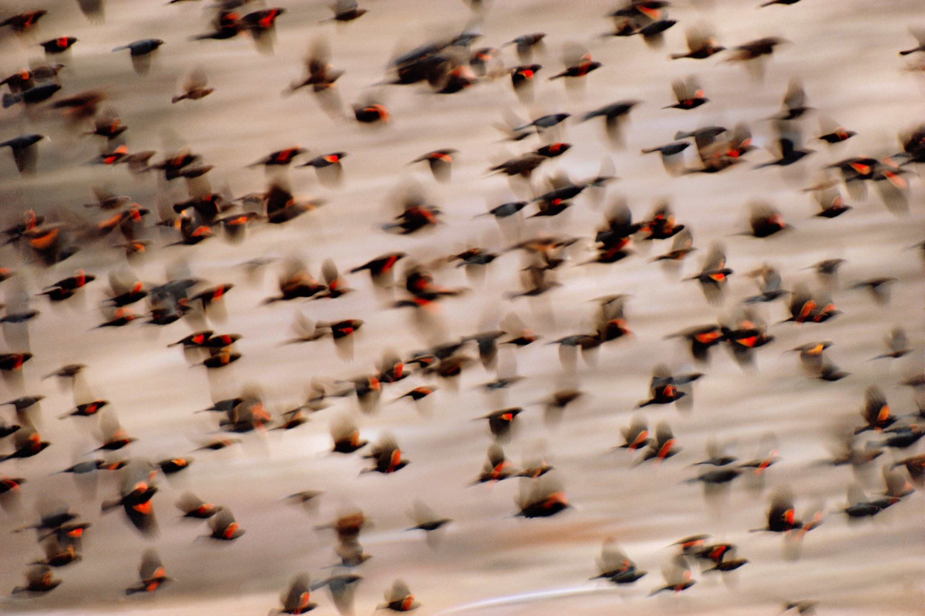 A flock of birds black and red fill the frame motion blur captures the movement of the wings.