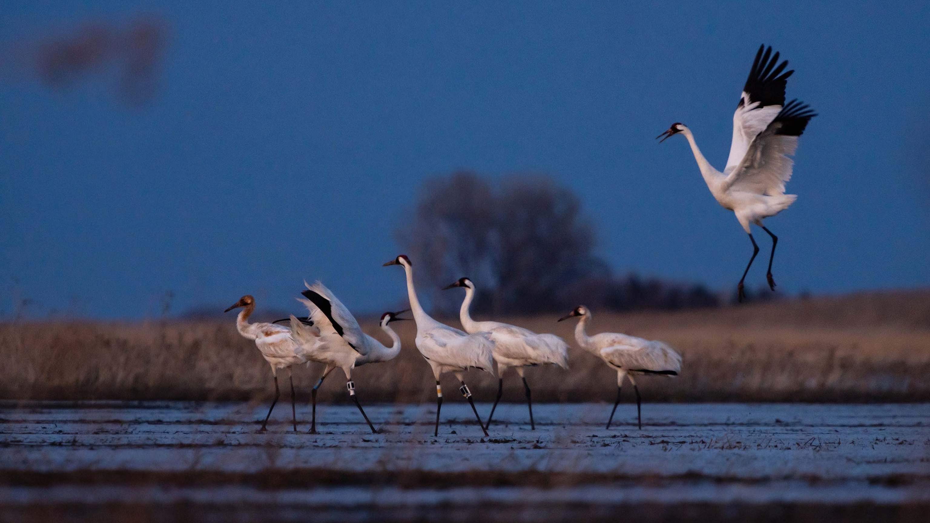 5 cranes on the grown and one with its wings out landing. The one with its wings out has black feathers at the end of its wings.