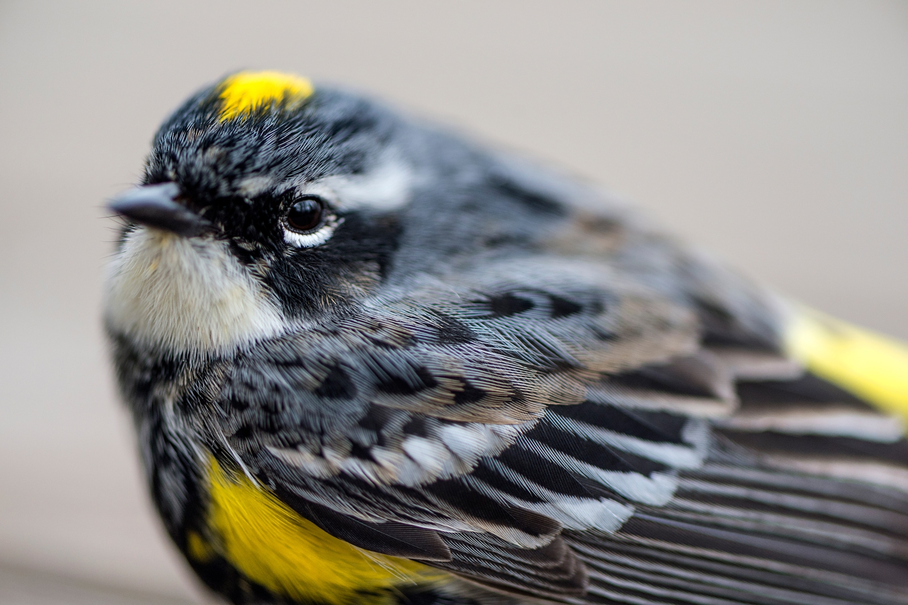 Close up of a yellow-rumped warbler. it has a mixture of grey, white, black and yellow feathers and a small beak.