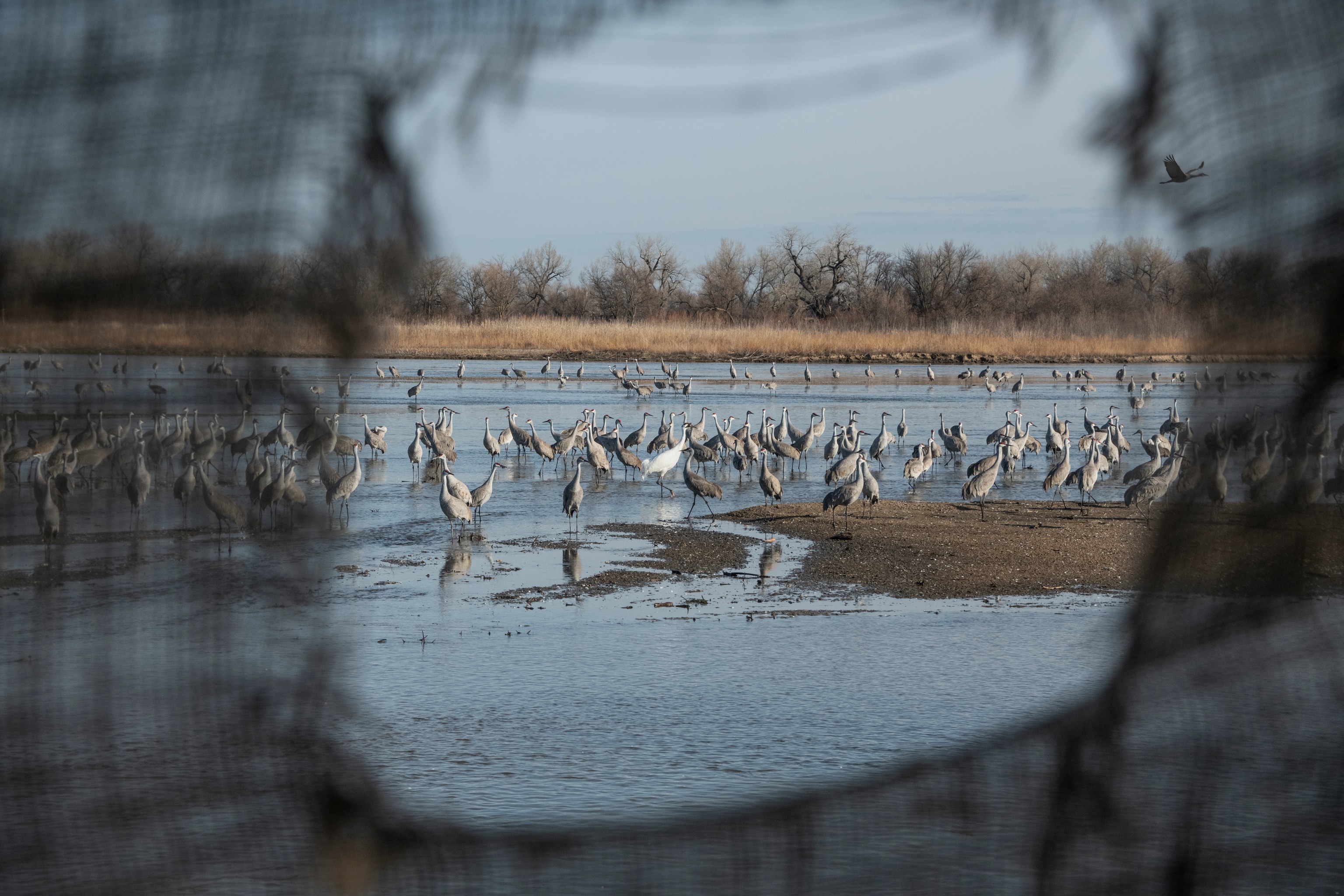 With net surround the frame, cranes crowd a shallow body of water