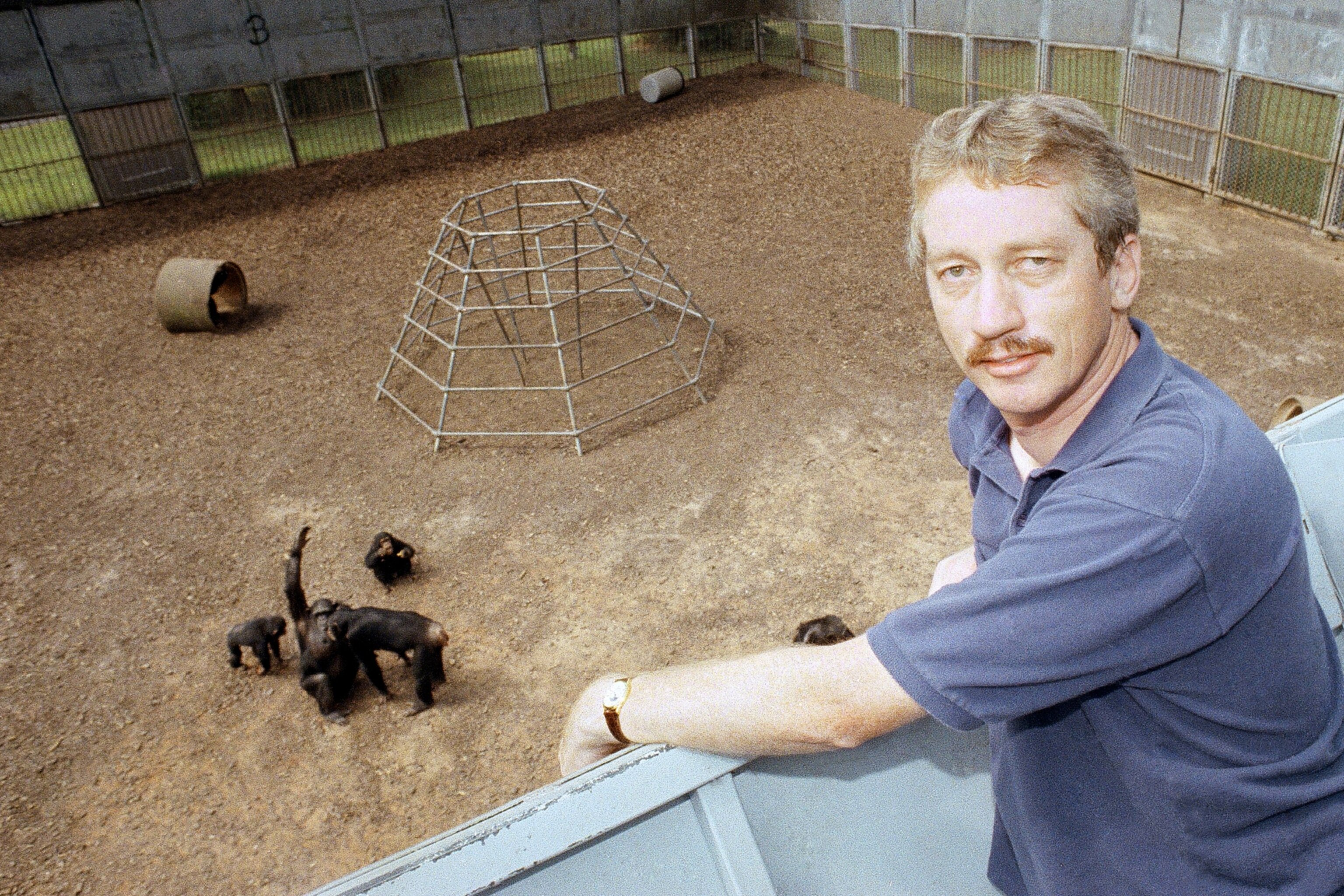 Picture of Frans de Waal standing on a viewing platform above a group of primates under study at The Yerkes Regional Primate Center.