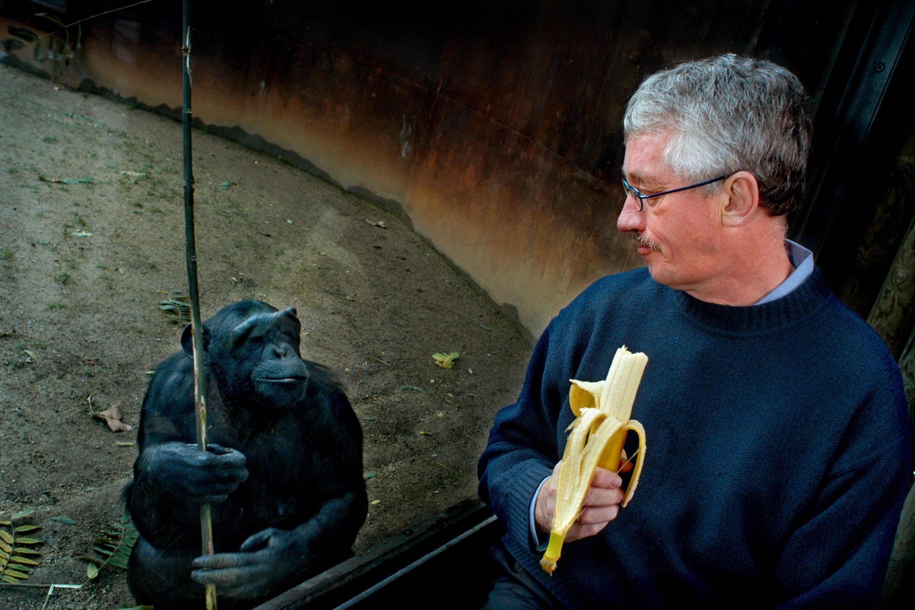 Picture of a chimp looking at Frans de Waal as he eats a banana.