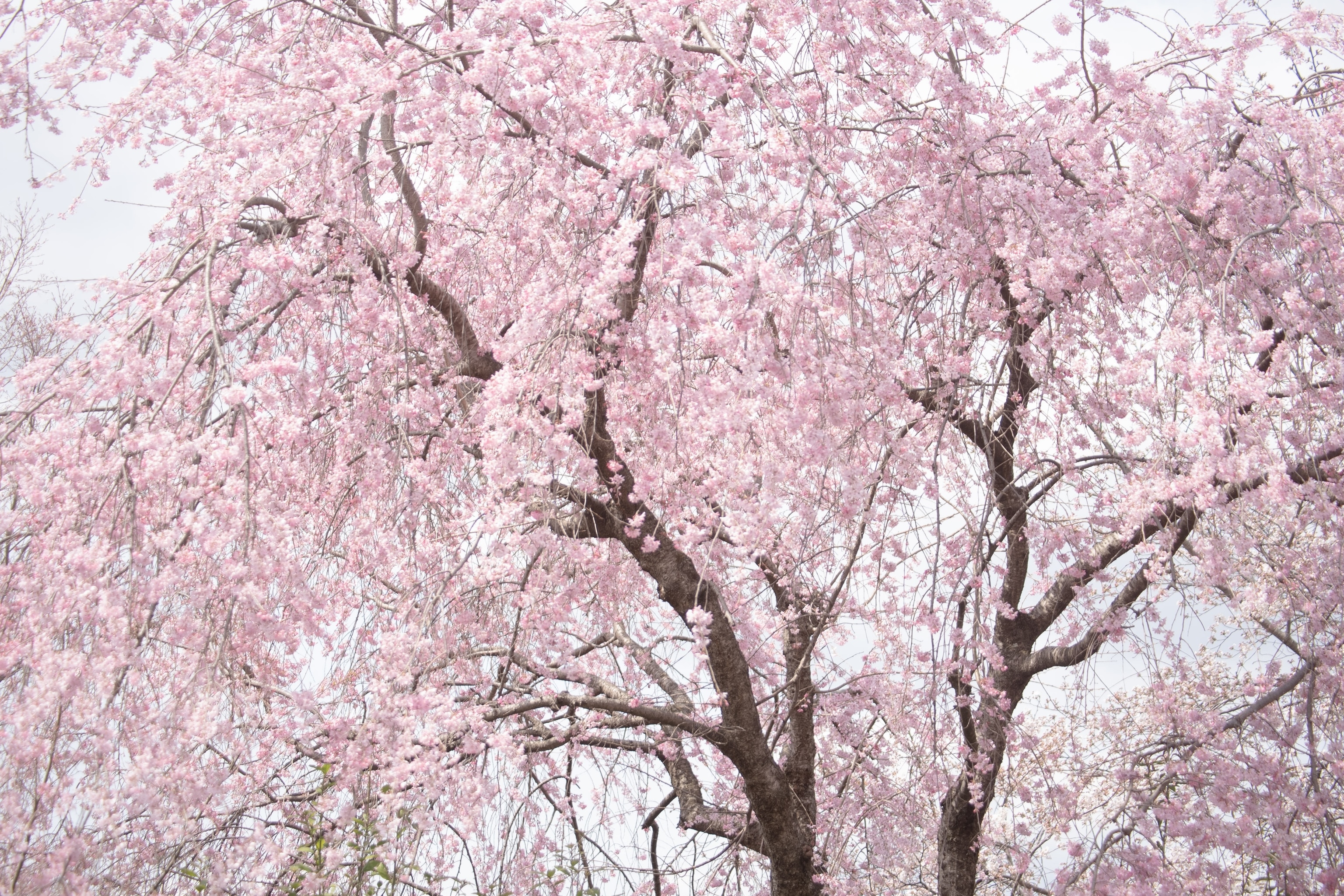 A pink cherry blossom tree in bloom in Kyoto.
