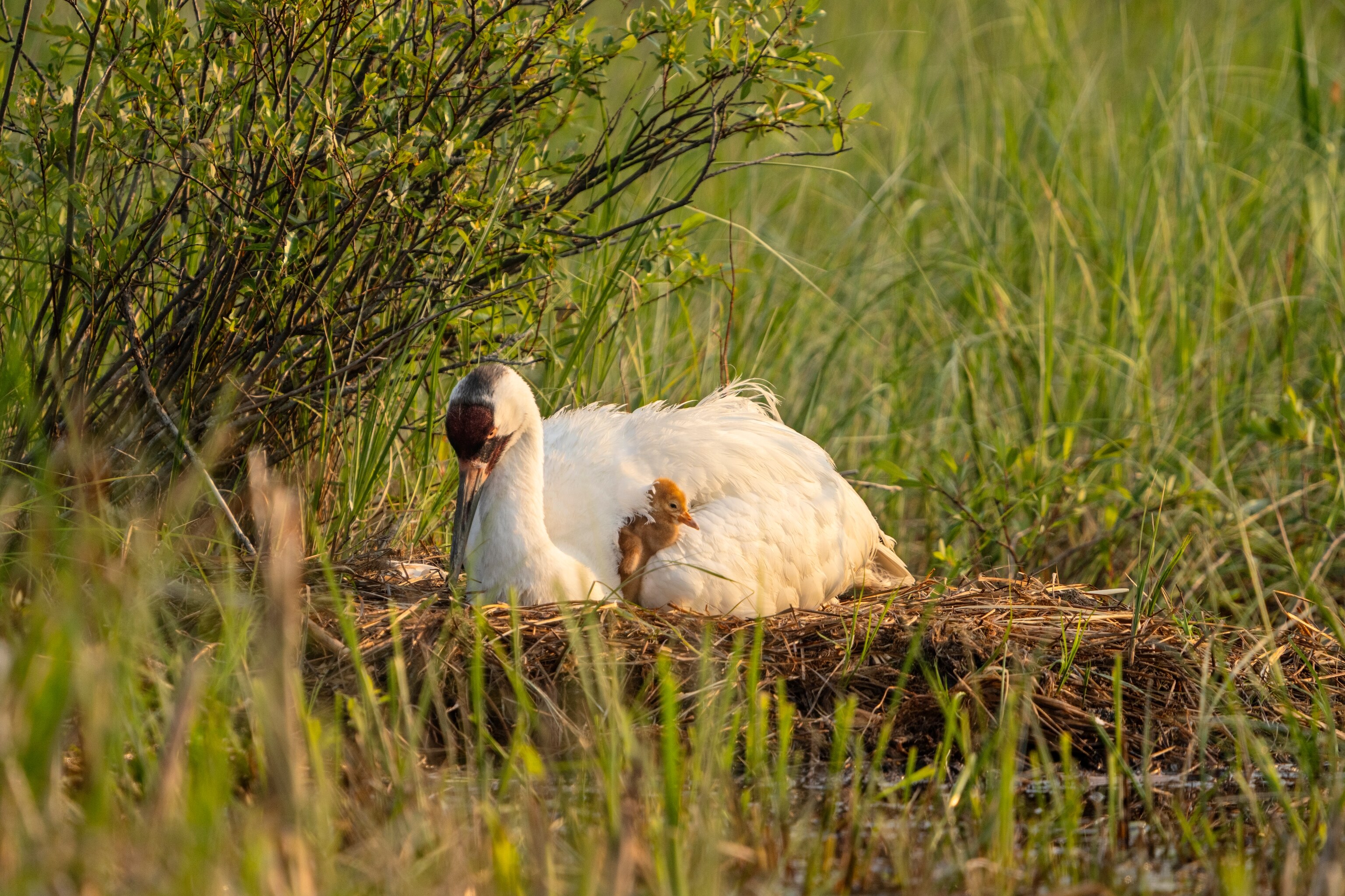 A mother sits in her nest with her chick. Tall green grass surrounds them