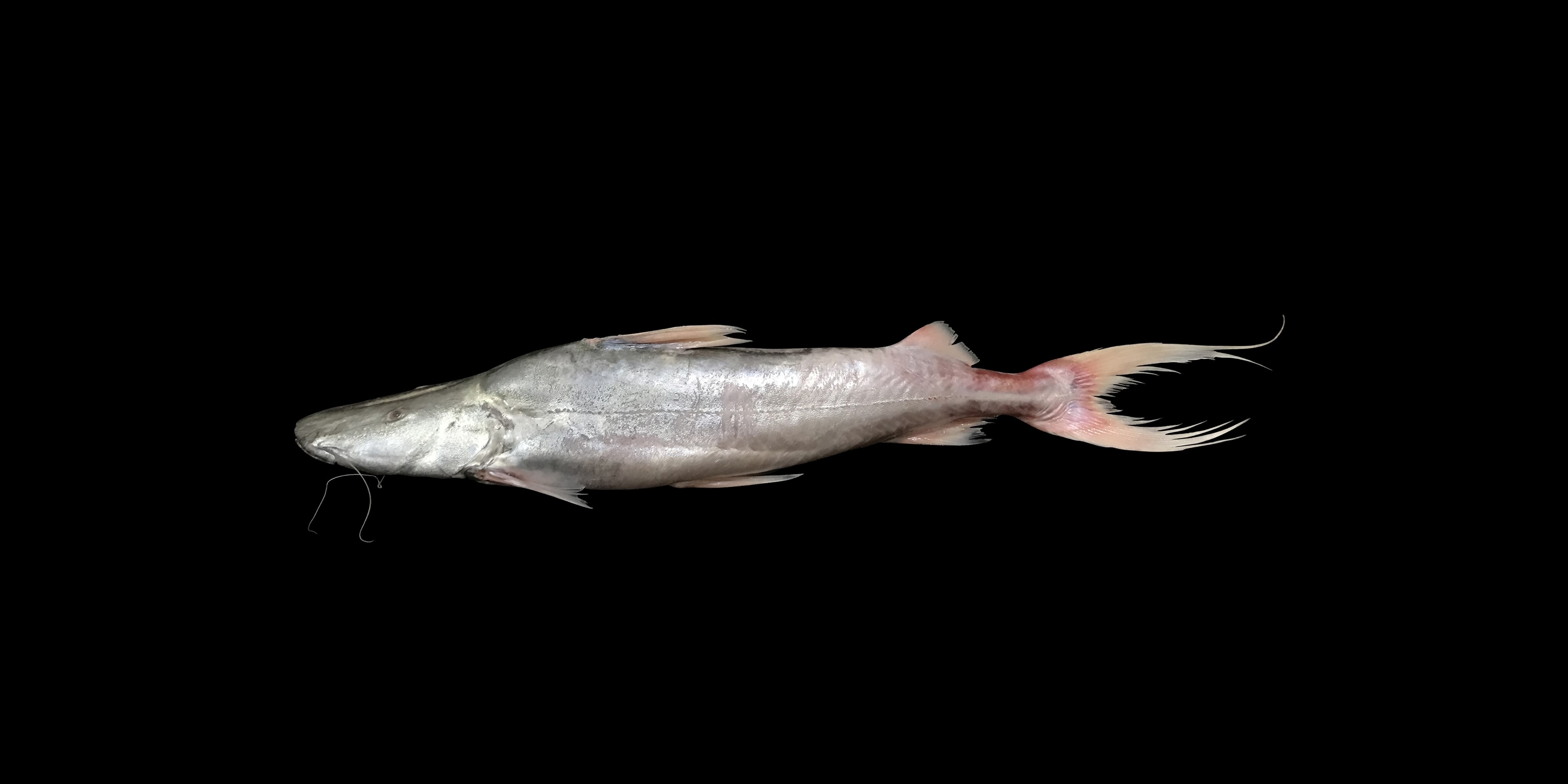 An adult fish scales shine on a black background.