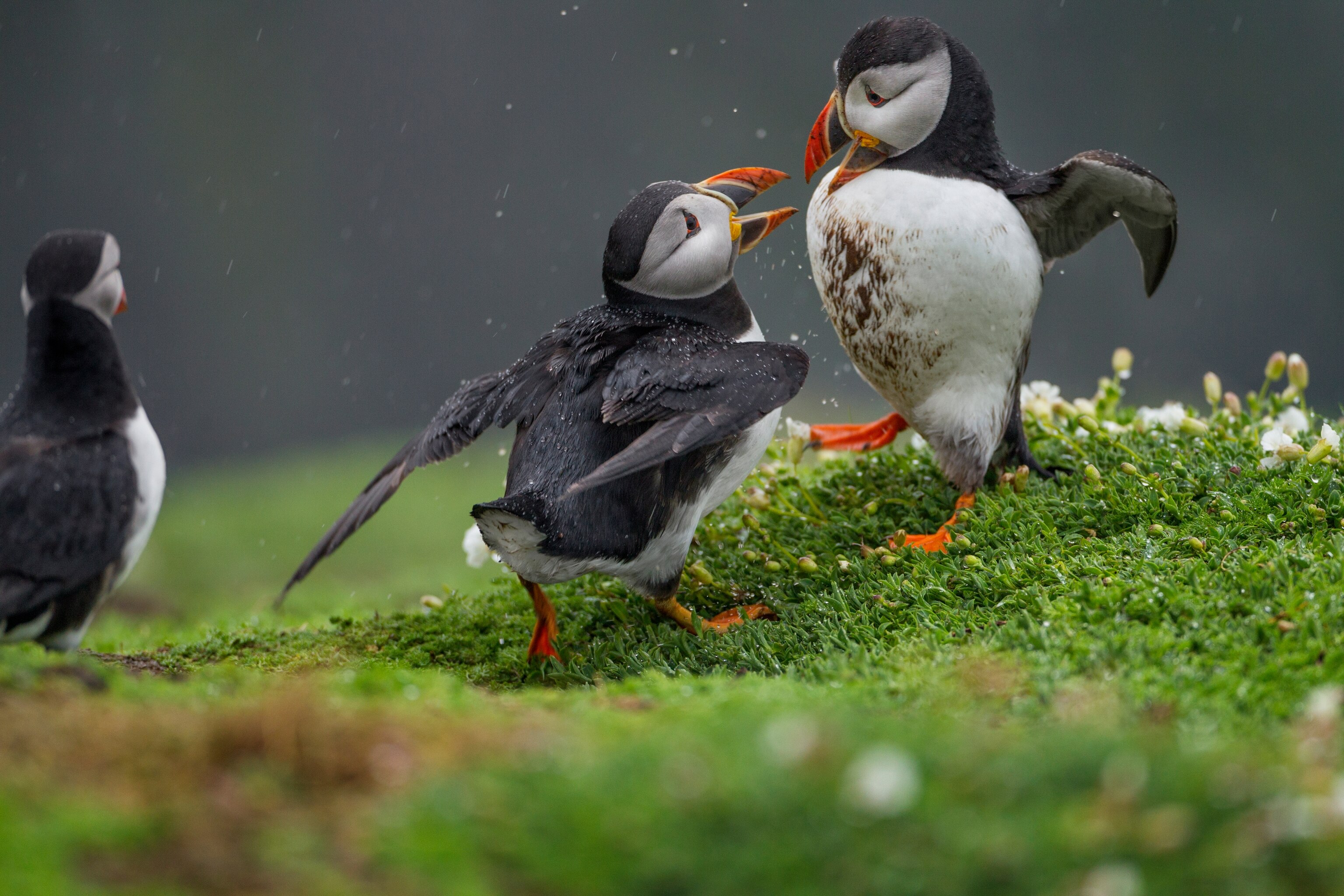 A puffin has the high ground as another lunges forward, another puffin looks off in the distance.