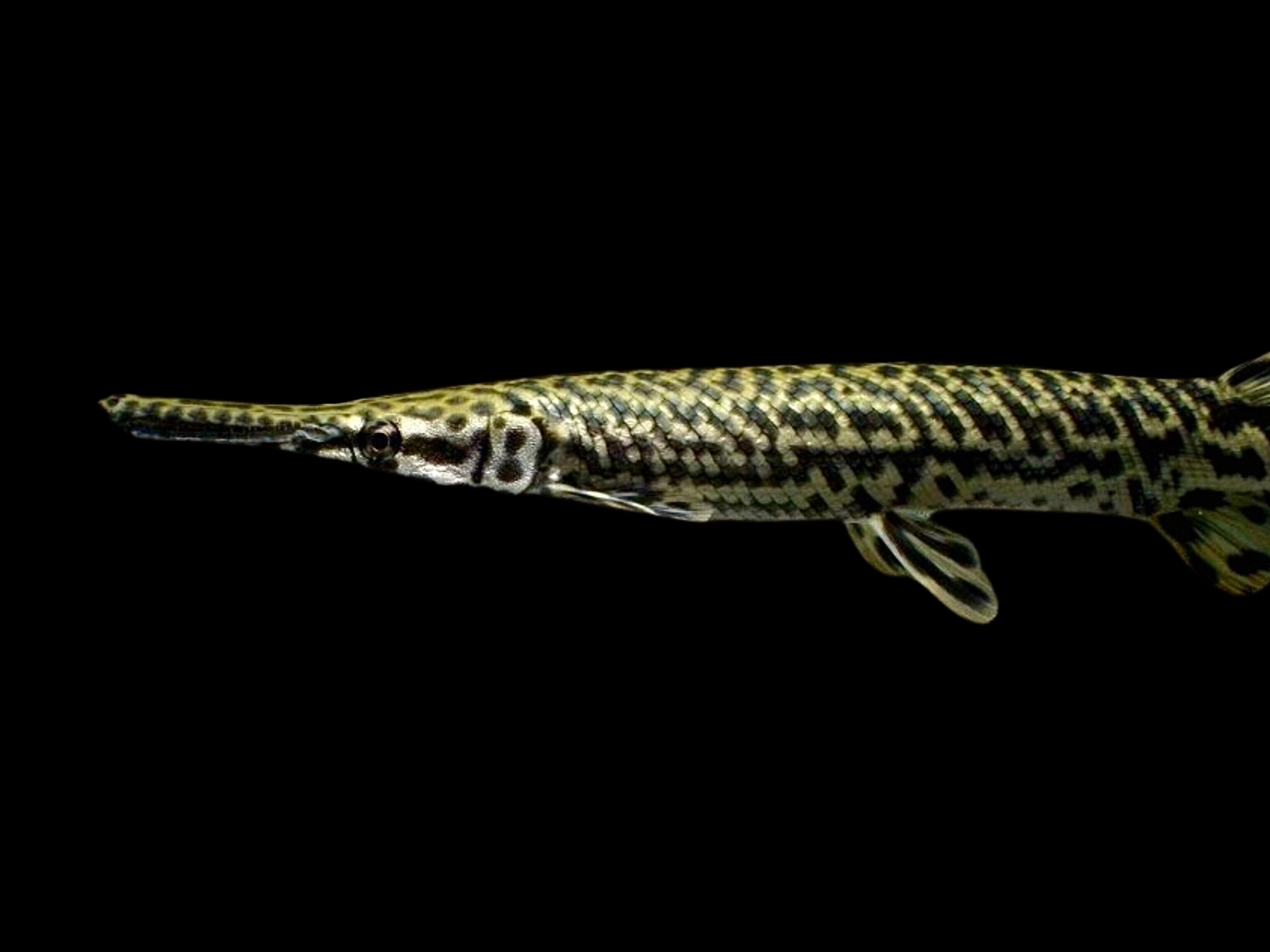 A hybrid alligator gar on a black background.