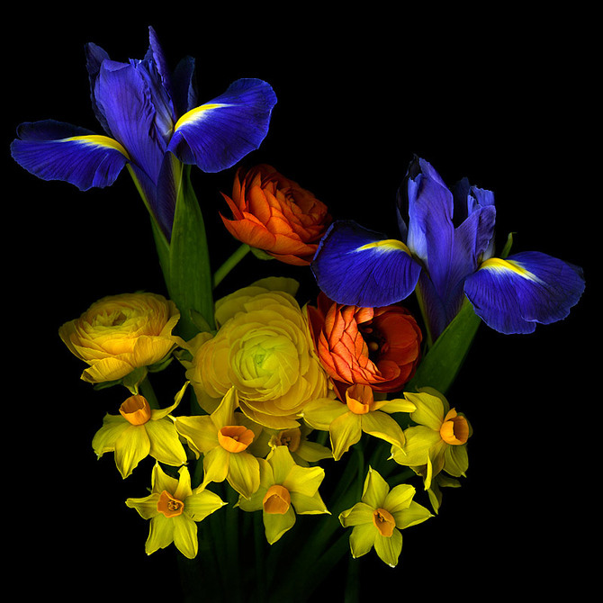 Flowers by Magda indigo