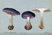 Mushrooms in art