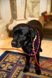 Fairmont Pets: Canine Ambassadors