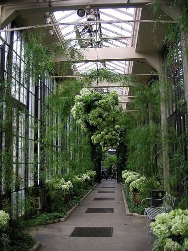 Longwood Gardens hall of hydrangeas | by jungle sheila