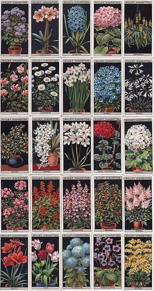 cigarettes card-Flower Culture in Pots