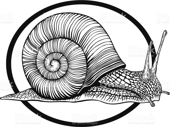 Snail royalty-free snail stock vector art & more images of animal