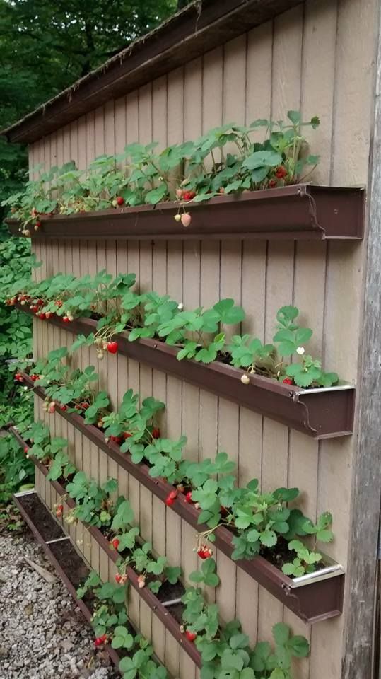 Strawberries - this system also allows the addition of a vertical bird netting! ...
