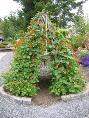 beans and nasturtiums