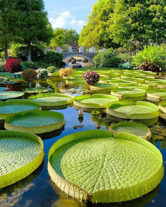 Beautiful giant water lilies in Kusatsu City at the Mizunomori water botanical garden, Japan. - Imgur