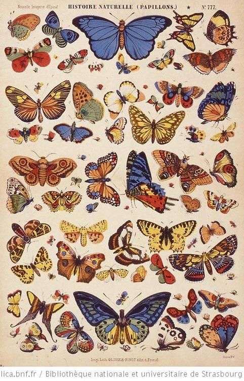 prettiest butterflies.