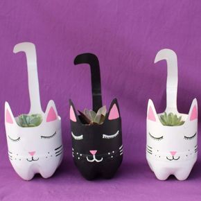 Gatitos gatitos!!! Hermosos gatitos con echeverias en Yollotli Cactus #gatitos #cat #macetas #cactus #suculenta #echeveria #YollotliCactus