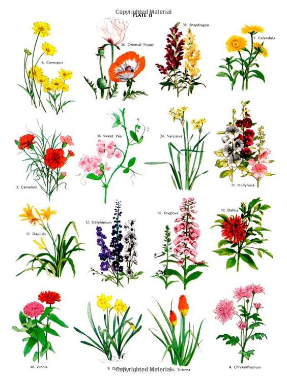 Garden Flowers Coloring Book (Dover Nature Coloring Book): Stefen Bernath: 9780486231426: Amazon.com: Books
