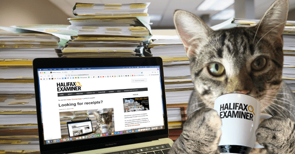 Donovan, a grey tabby cat with green eyes, drinks from his Examiner mug while behind him is his laptop showing the Halifax Examiner website. Behind the laptop iare several stacks of legers and files.