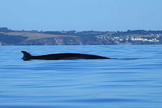 Rupert Kirkwood, 62, from Holsworthy in Devon, of a Minke whale offshore near Fowey in Cornwall