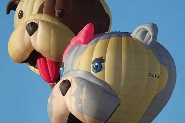 Buster and Bella bulldog hot air balloons will be making an appearance at this year's Bristol International Balloon Fiesta