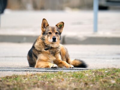 big white and brown dog laying on asphalt street o 2023 11 27 05 02 14 utc Другая SOVA Другая SOVA