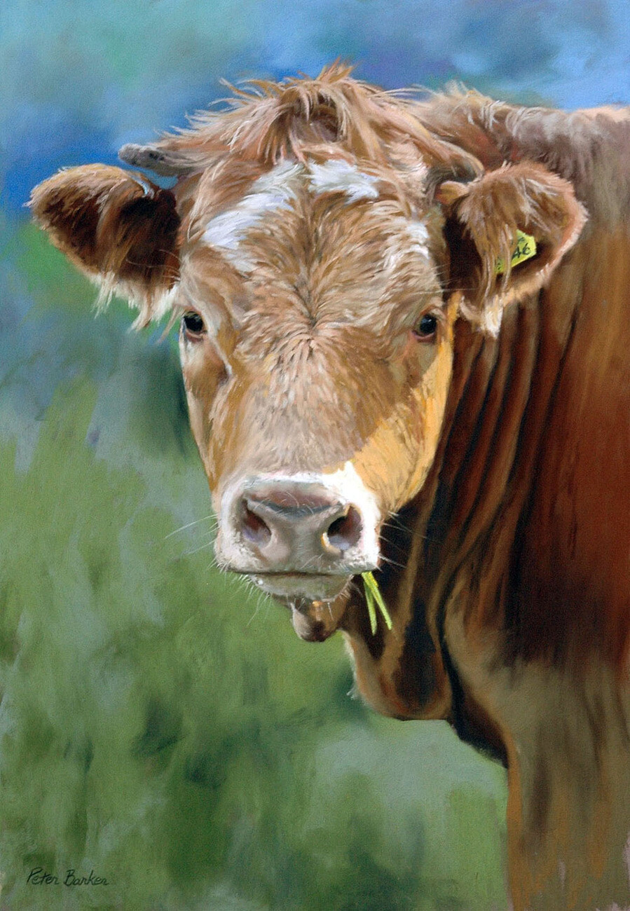 Simmental_Bullock_yapfiles.ru.jpg