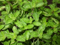 oregano_1.jpg