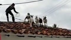 "Дикобразов спасали, коз – нет": как в Колумбии снимали с крыши коз
