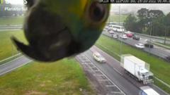 Brazil: Papagaj se poigrao sa saobraćajnom kamerom