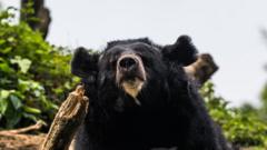 В Японии живут около 15 тысяч черных медведей