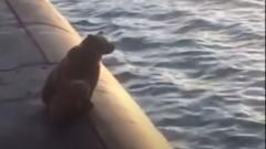 Медведи переплыли бухту Крашенинникова и залезли на субмарину
