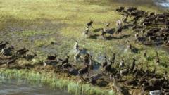 Северные олени в тундре во время сезонной миграции. Архивное фото