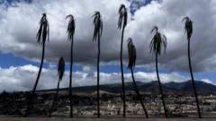 夏威夷毛伊岛拉海纳镇一列被烧焦的棕榈树（15/8/2023）